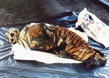 Bangkai harimau belang yang ditemui. Foto -Berita Harian