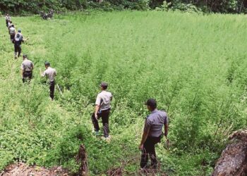 Sekumpulan anggota polis berkawal di ladang ganja yang ditemui di kawasan hutan di Aceh Besar. Foto -Agensi