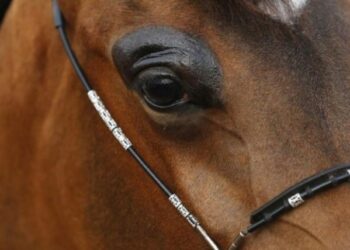 Seekora kuda yang terlepas lari di Kota Baru kini dijual di internet. Foto -malaymailonline