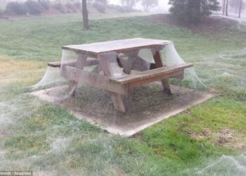 Sarang labah-labah menutupi meja riadah di sebuah taman daerah Yinnar, Victoria. Foto -dailymail.co.uk