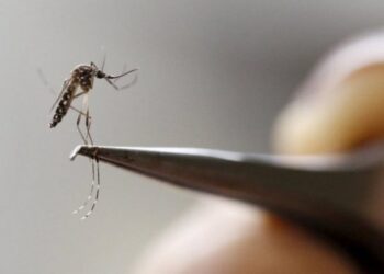 Nyamuk jenis Aedes aegypti, yang membawa beberapa jenis penyakit termasuk virus Zika, dikaji di sebuah makmal perubatan di Cali, Colombia, 2 Februari 2016. Foto -Reuters.