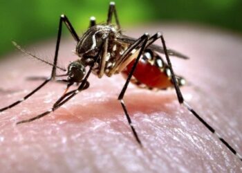 Nyamuk Zika. Foto - google.com