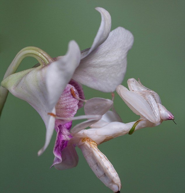 Mentadak Orkid boleh berubah warna mengikut hari bergantung kepada kondisi cahaya dan faktor kelembapan sekeliling. Foto -Lessy Sebastian/ Solent News