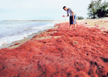 Seorang pengunjung melihat rumpai laut merah jambu yang terdampar di pantai di Kampung Tanjung Gelam, Mengabang Telipot, Kuala Nerus sejak empat hari lalu. Sumber: Kosmo