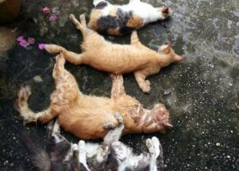 Kucing pelihraannya yang mati kerana termakan makanan yang dibubuh racun secara kejam. Foto ihsan Chris Swit
