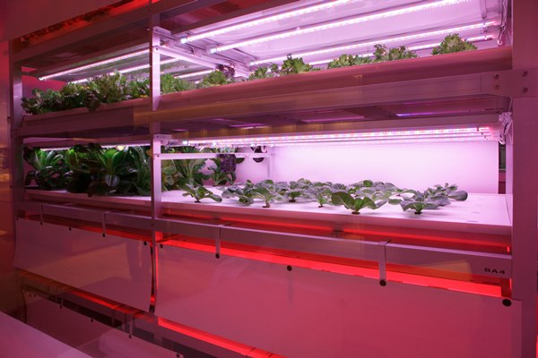 Teknologi penanaman sayur. Foto - arkib Wanista.com
