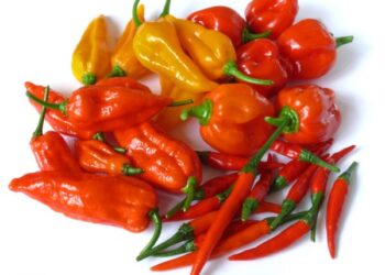 Foto - Grow Hot Peppers