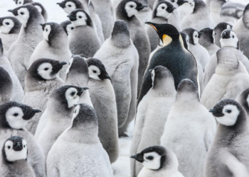 Gambar menunjukkan penguin dewasa sedang mencari anaknya. Foto - Instagram Paul Nicken