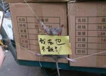 Tikus didenda gara-gara ditangkap sedang 'curi beras'. Sumber: dailymail.co.uk/weibo/jiu lian shan she zhang